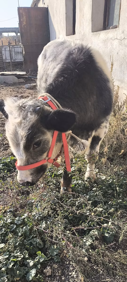 Бельгийская голубая