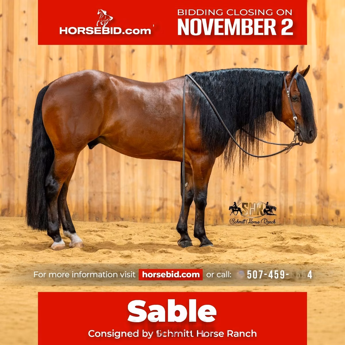 Quarter Horse