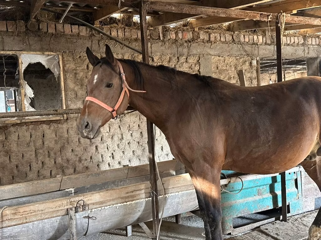 Manipuri pony