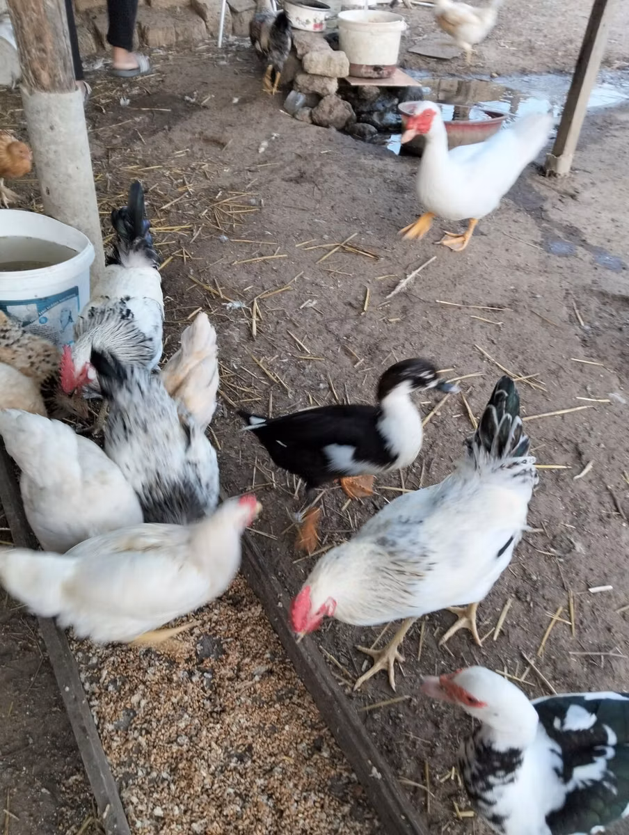Czech Gold Brindled Hen