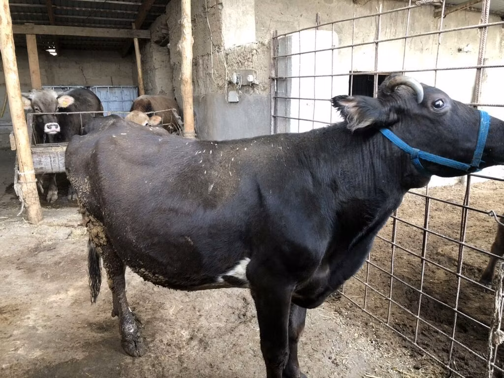 Russian Black pied cattle