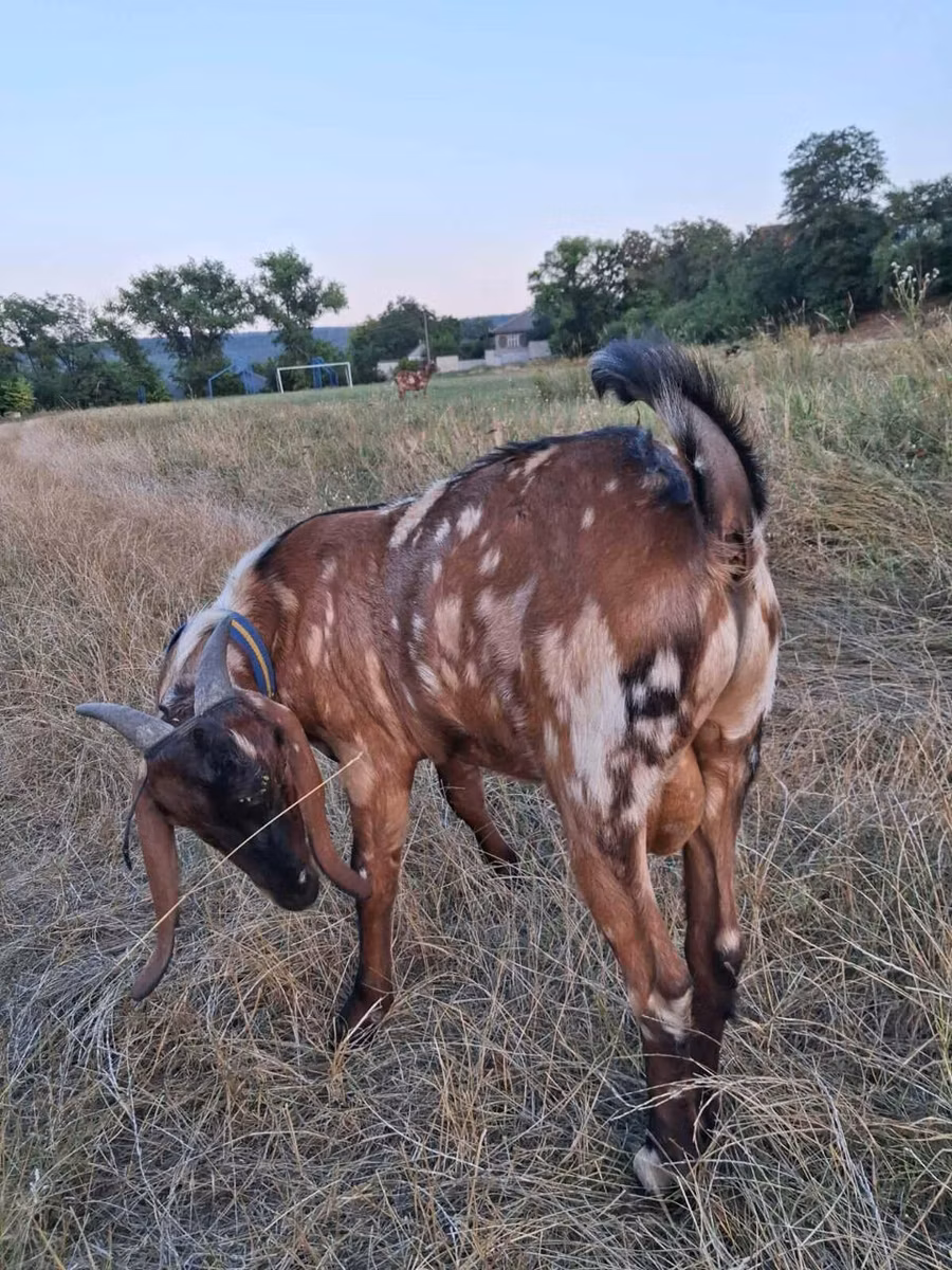 Nubian Goat