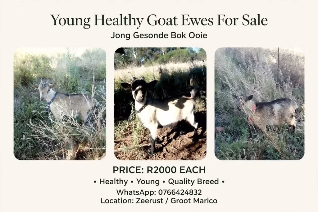American pygmy goats