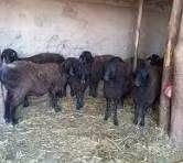 Baerchuke sheep