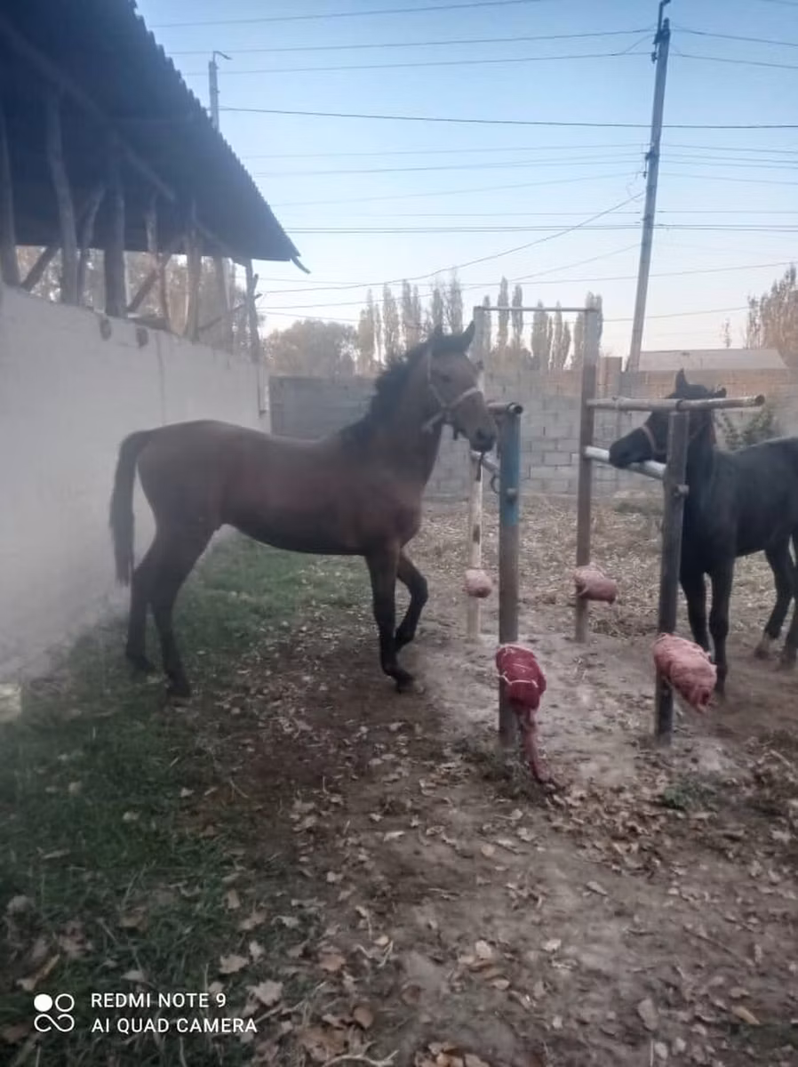 Karabair horse
