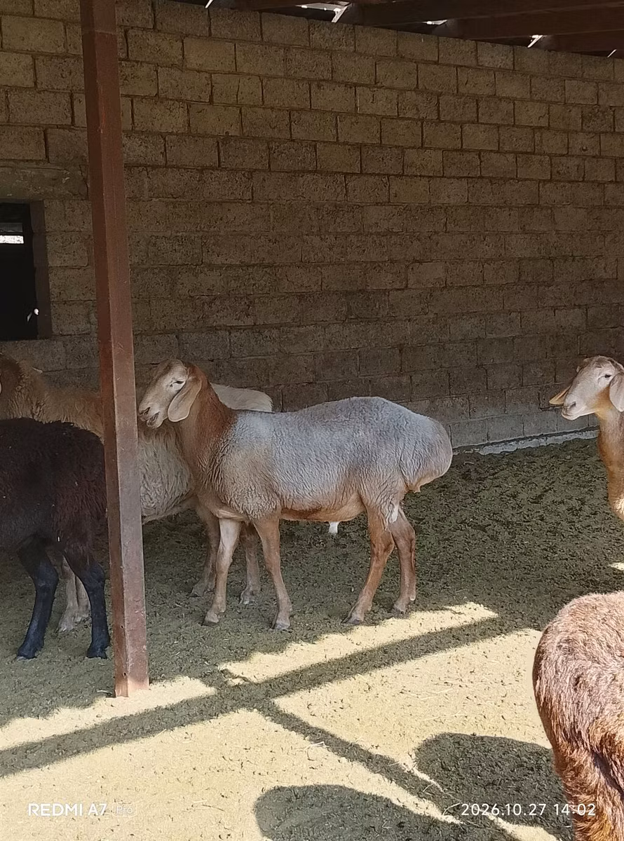 Arashan sheep