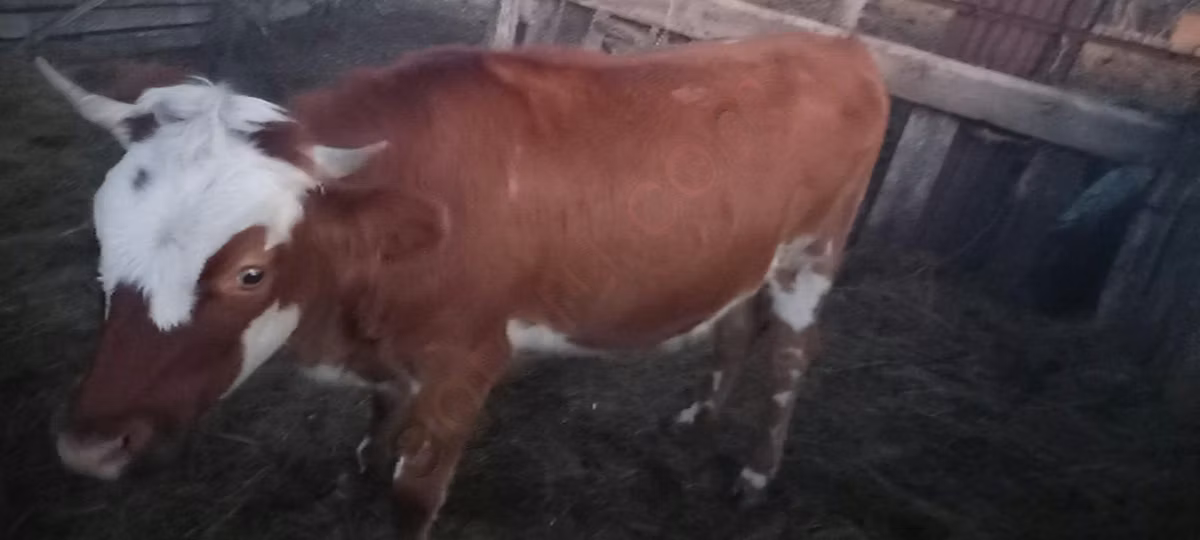 Kazakh White-headed cow