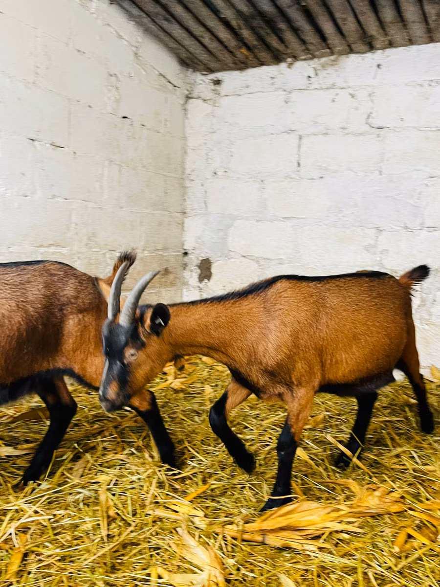 Italian Alpine goat