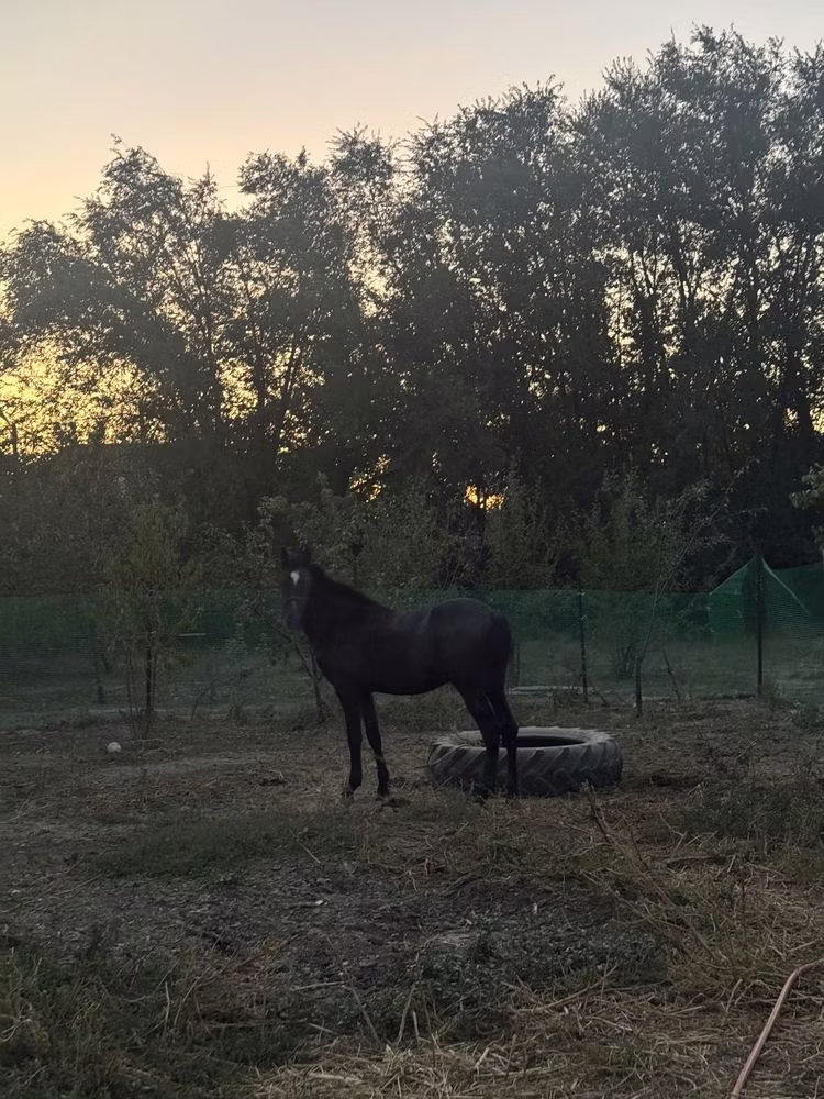 Akhal-Teke