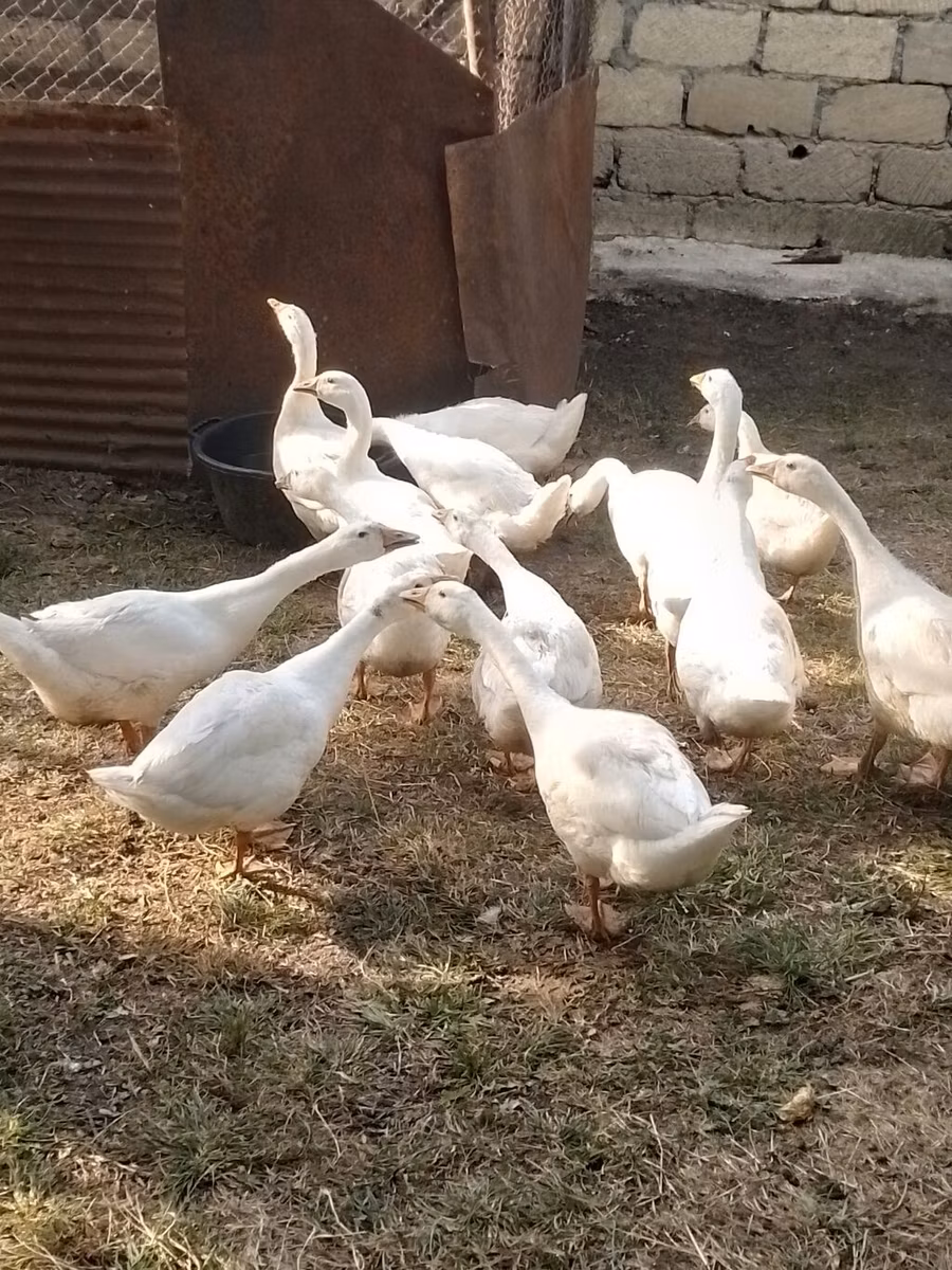 Кубанская
