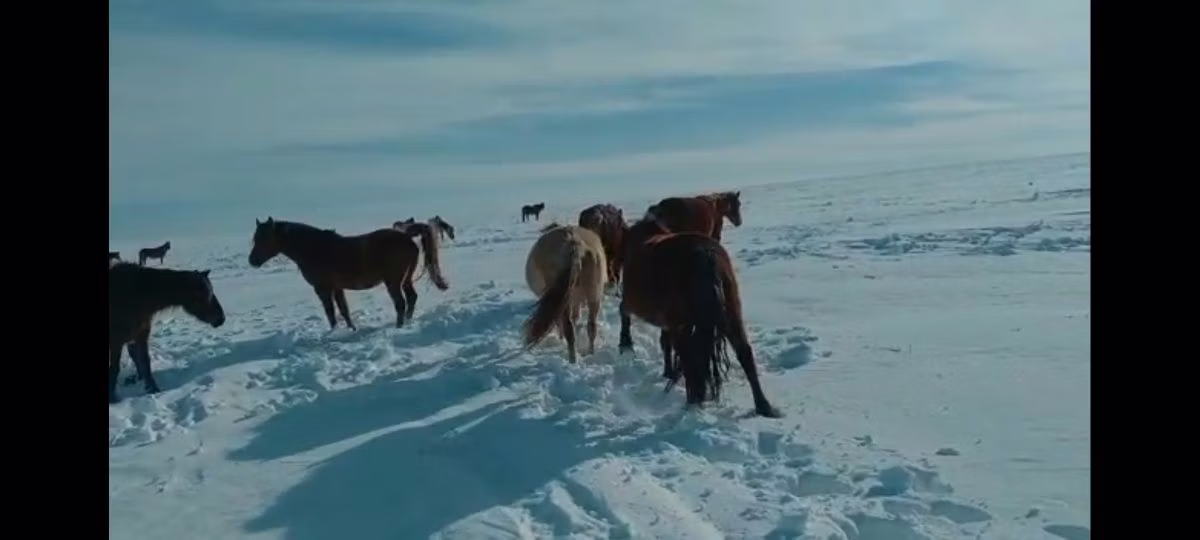 Кушумская лошадь