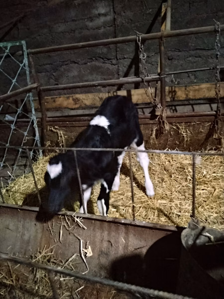 Russian Black pied cattle