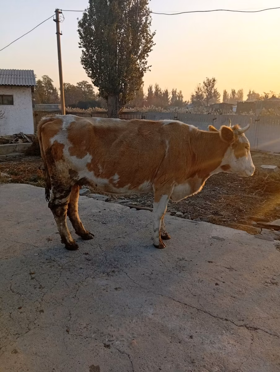 Simmental cattle