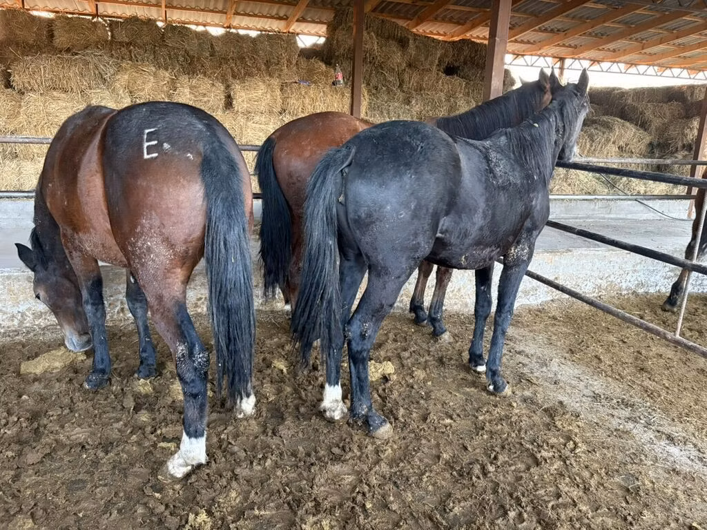 Horse breed