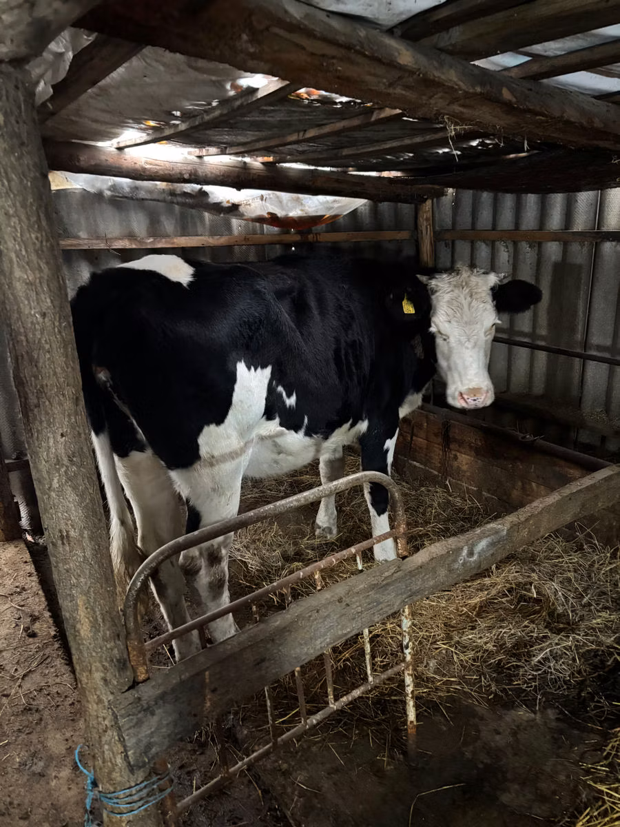 Russian Black pied cattle