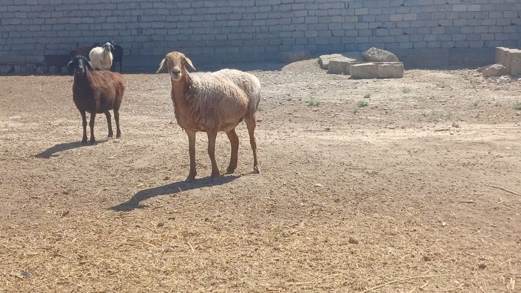 Ordabasy sheep