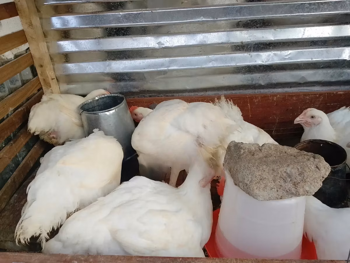 Shamo chickens