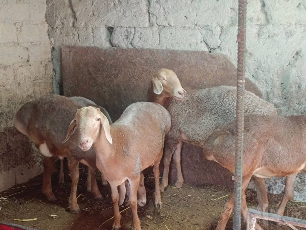 Afghan Arabi sheep