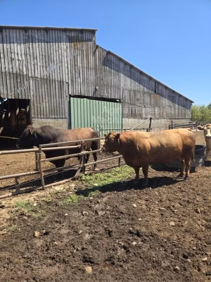 Aberdeen-Angus