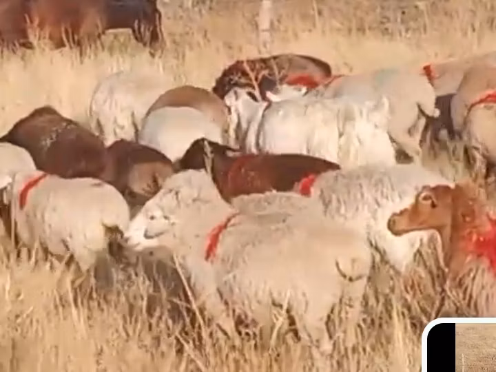 Russian meat merino sheep