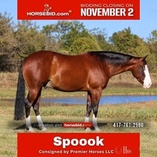 Quarter Horse
