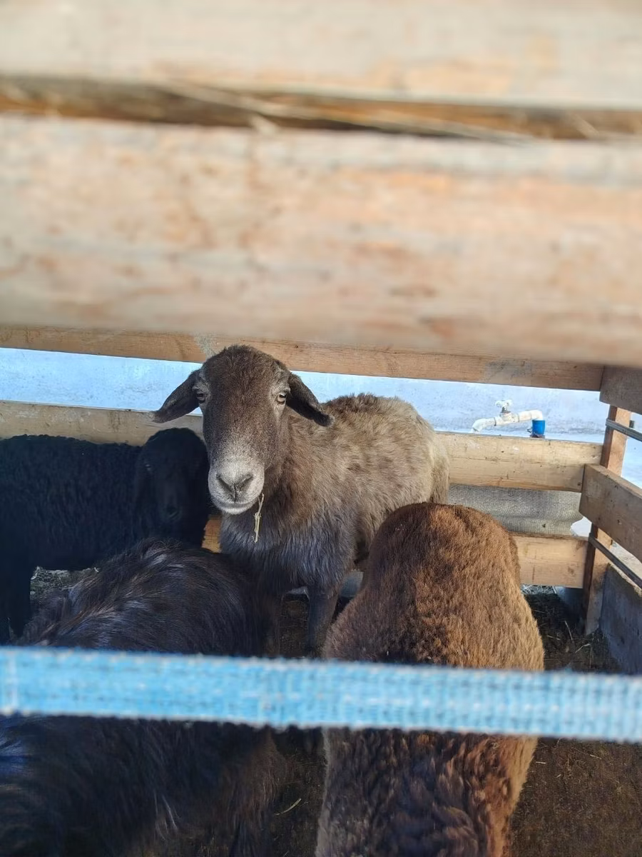 Arabi sheep