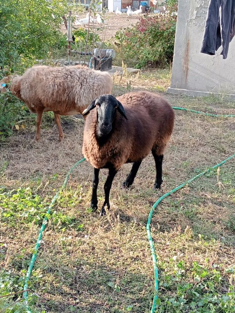 Kazakh fat-tailed coarsewool sheep