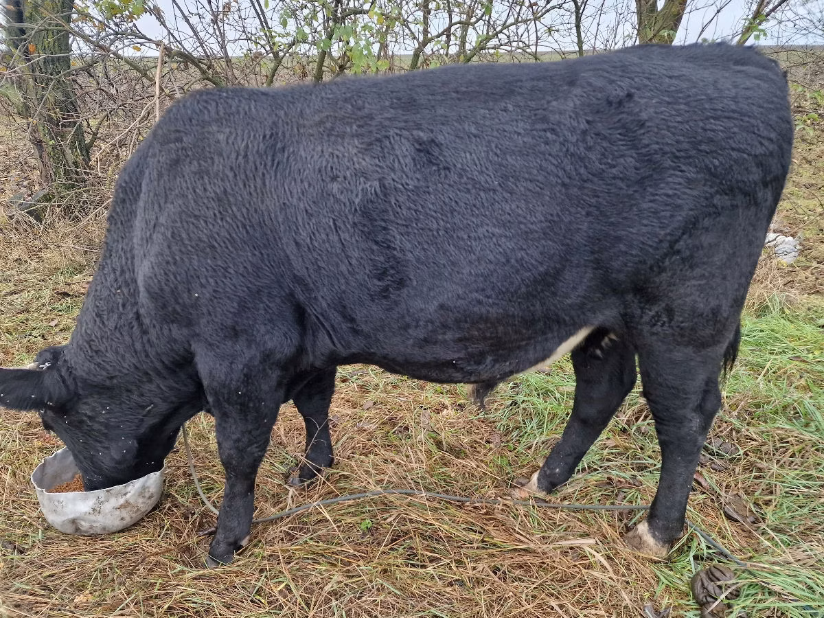 Aberdeen-Angus