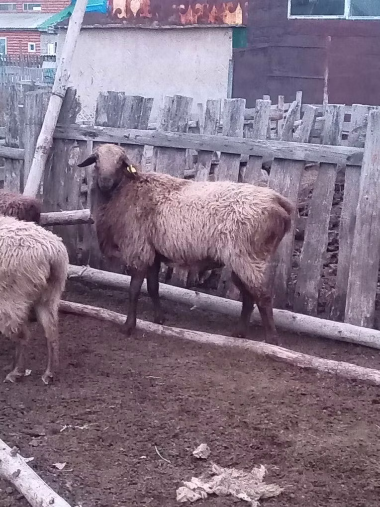 Edilbay sheep