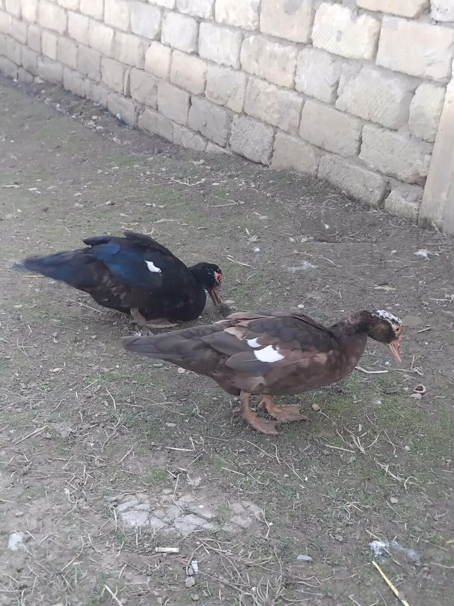 家养麝香鸭