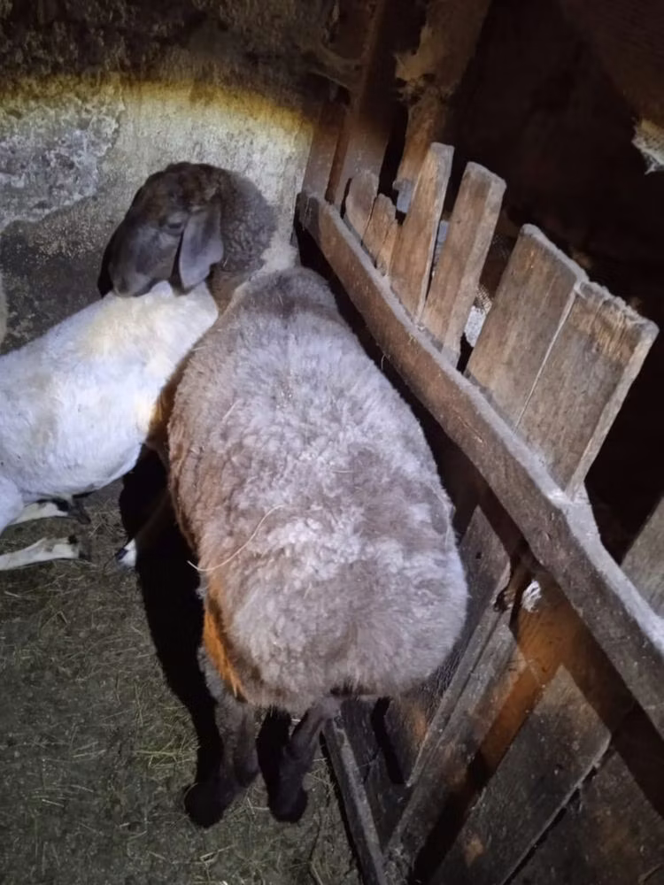 Adal sheep