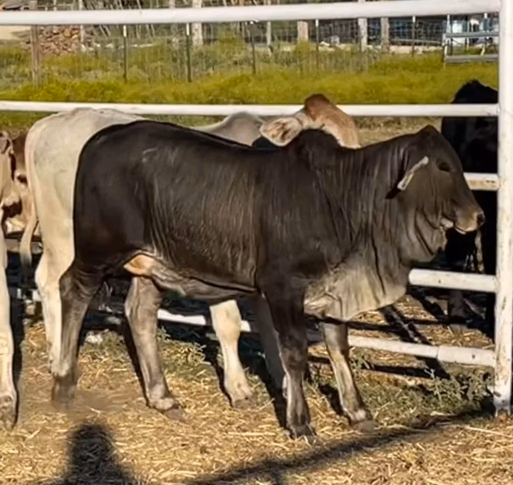 Brahman