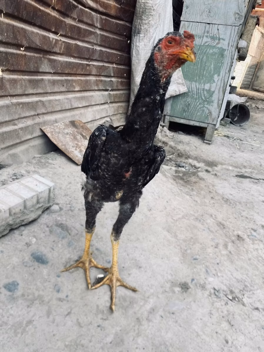 德比郡红冠鸡