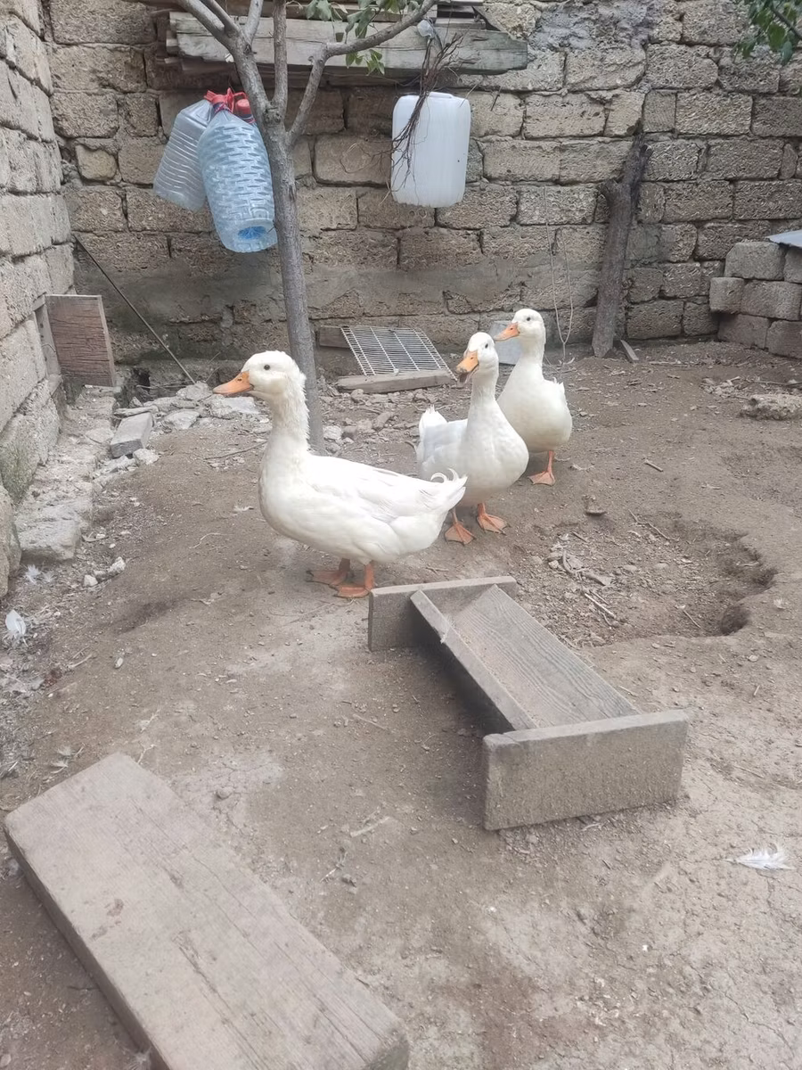 德国北京鸡