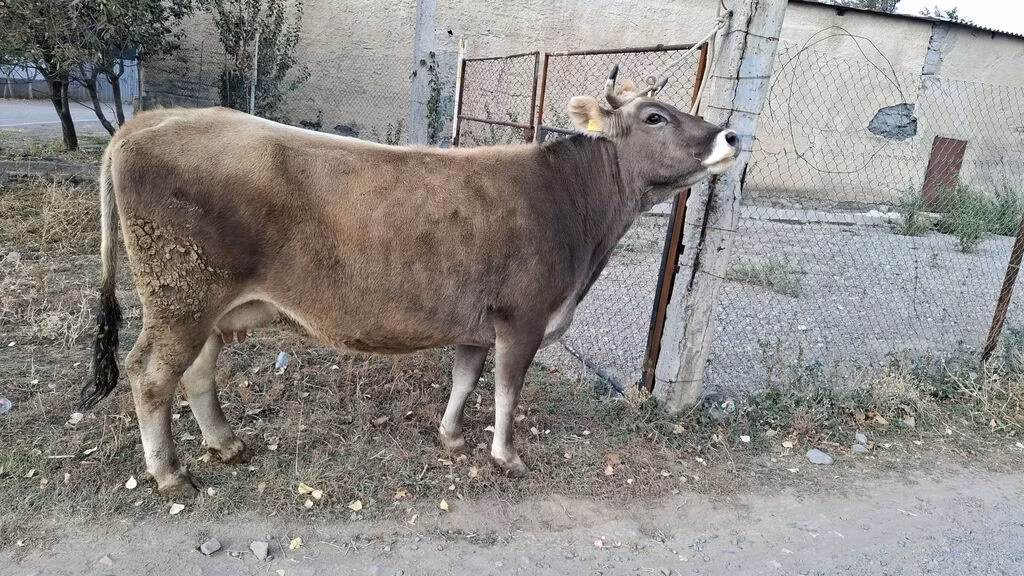 Alatau breed