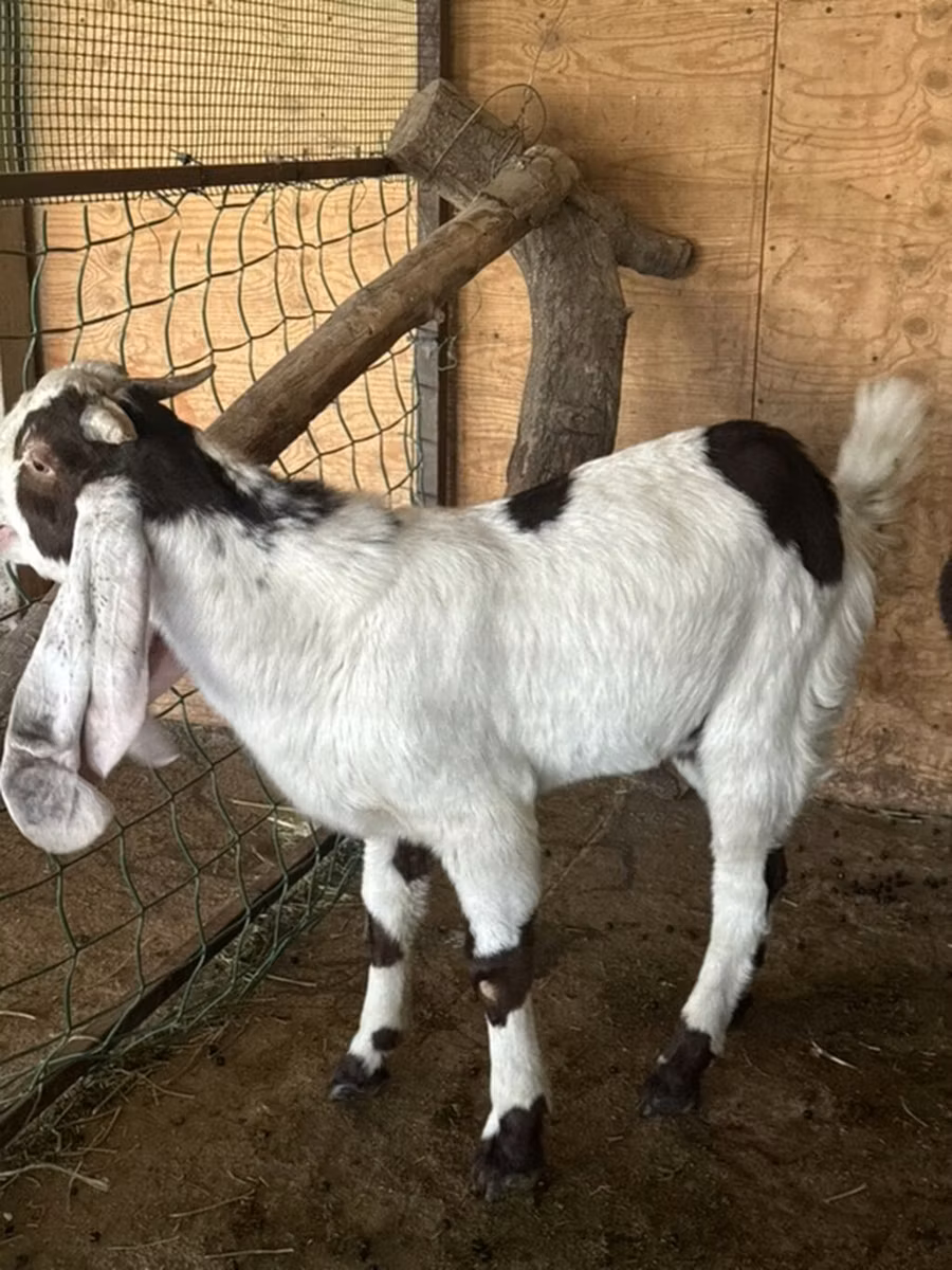 Nubian Goat