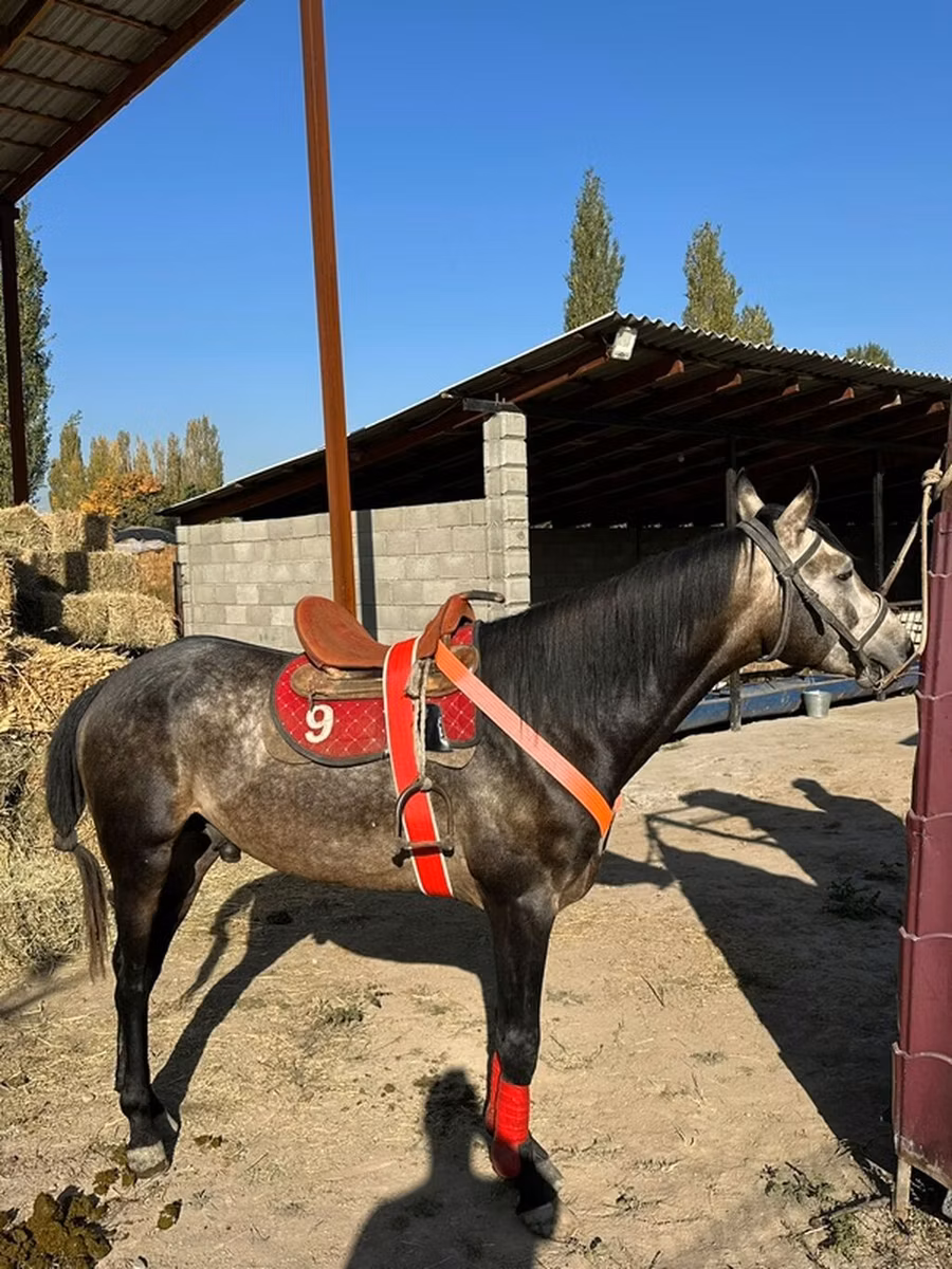 Arabian horse