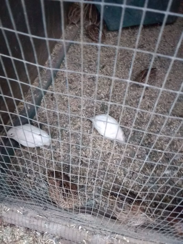 King Quail