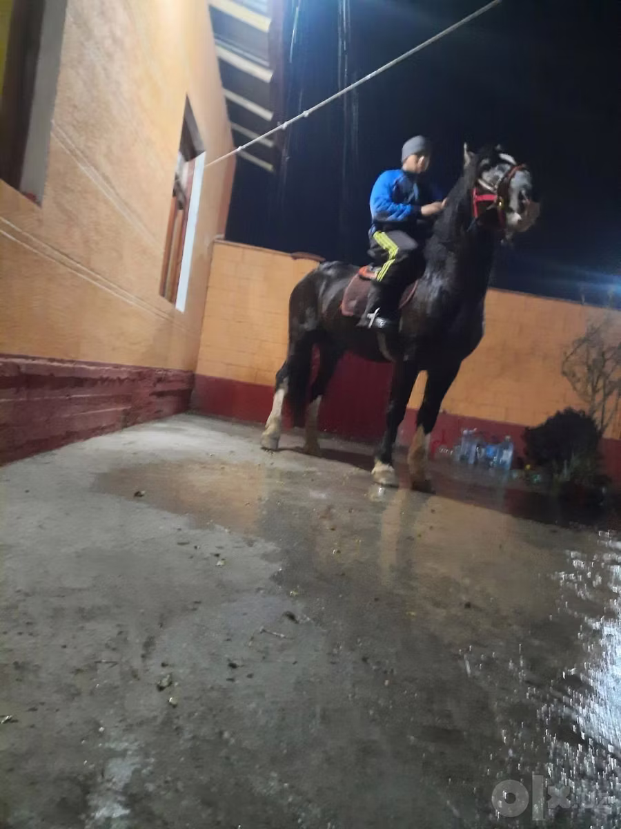 Russian warmblood