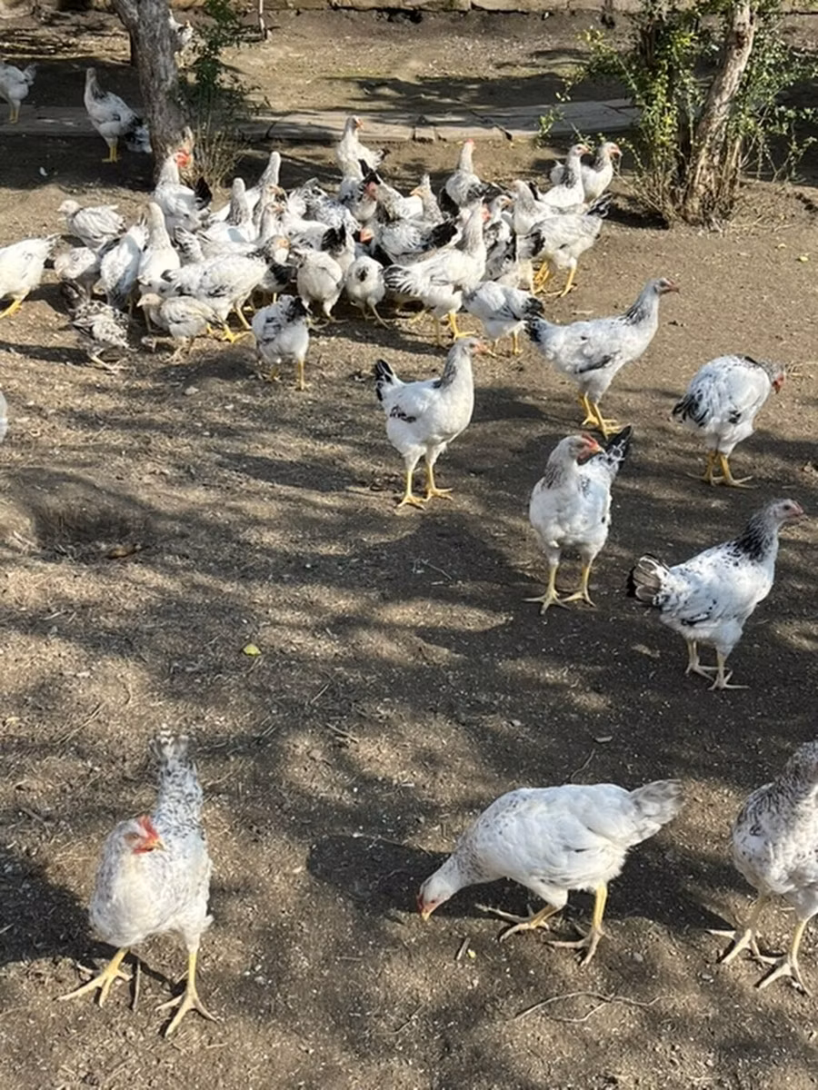 萨塞克斯