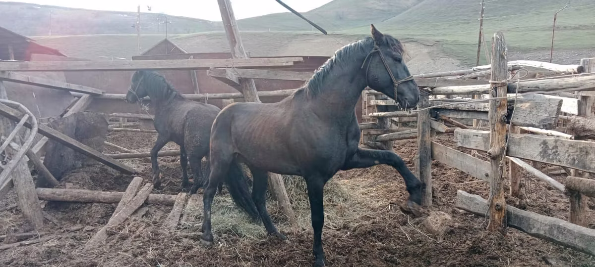 Алтайская лошадь