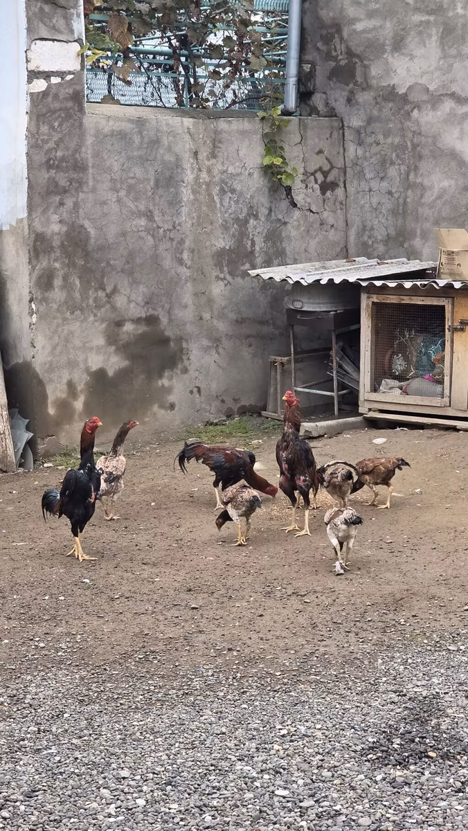 Shamo chickens