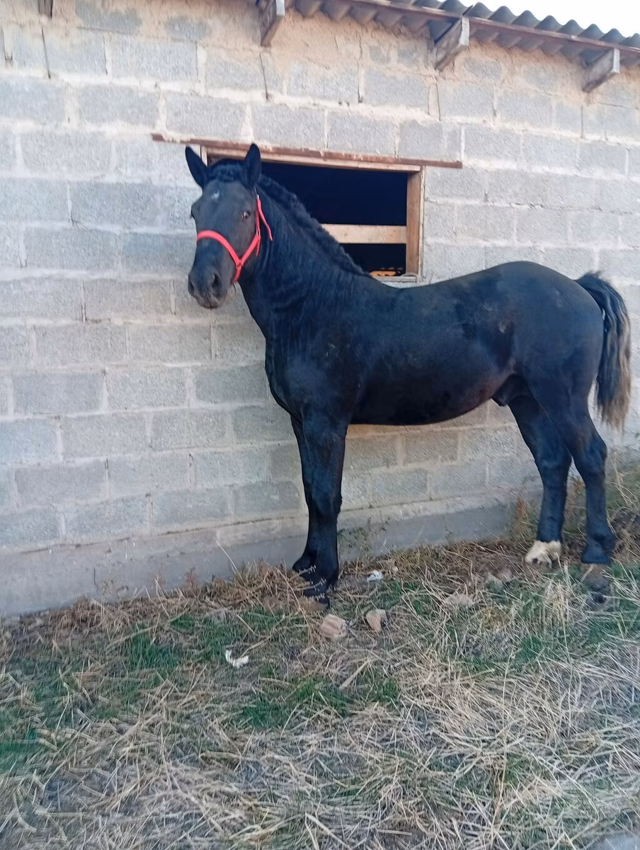 Orlov Trotter