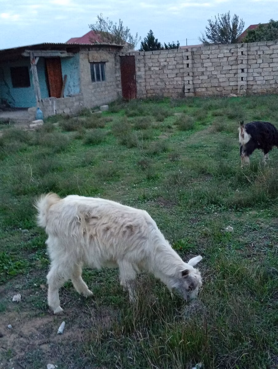 Alpine goat