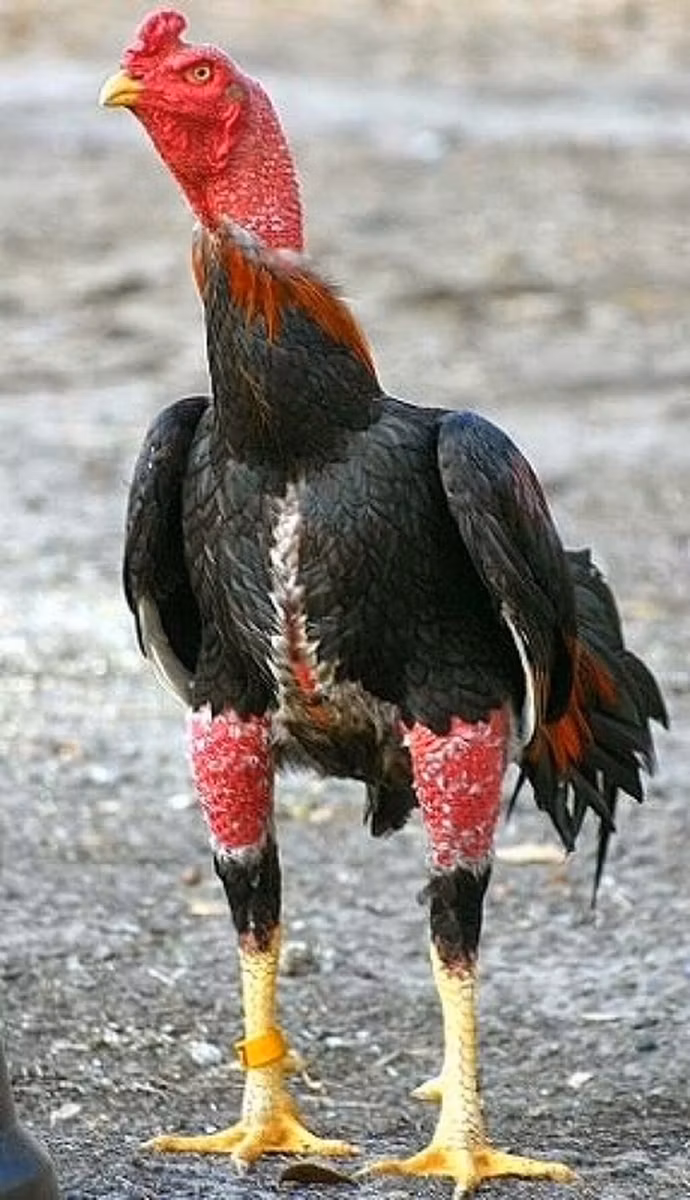 Shamo chickens