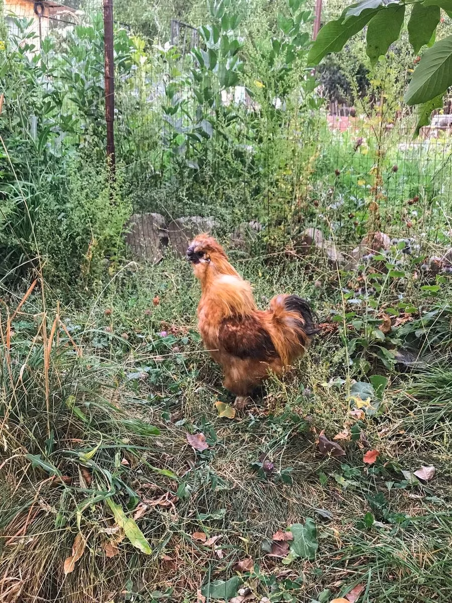 泰国斗鸡