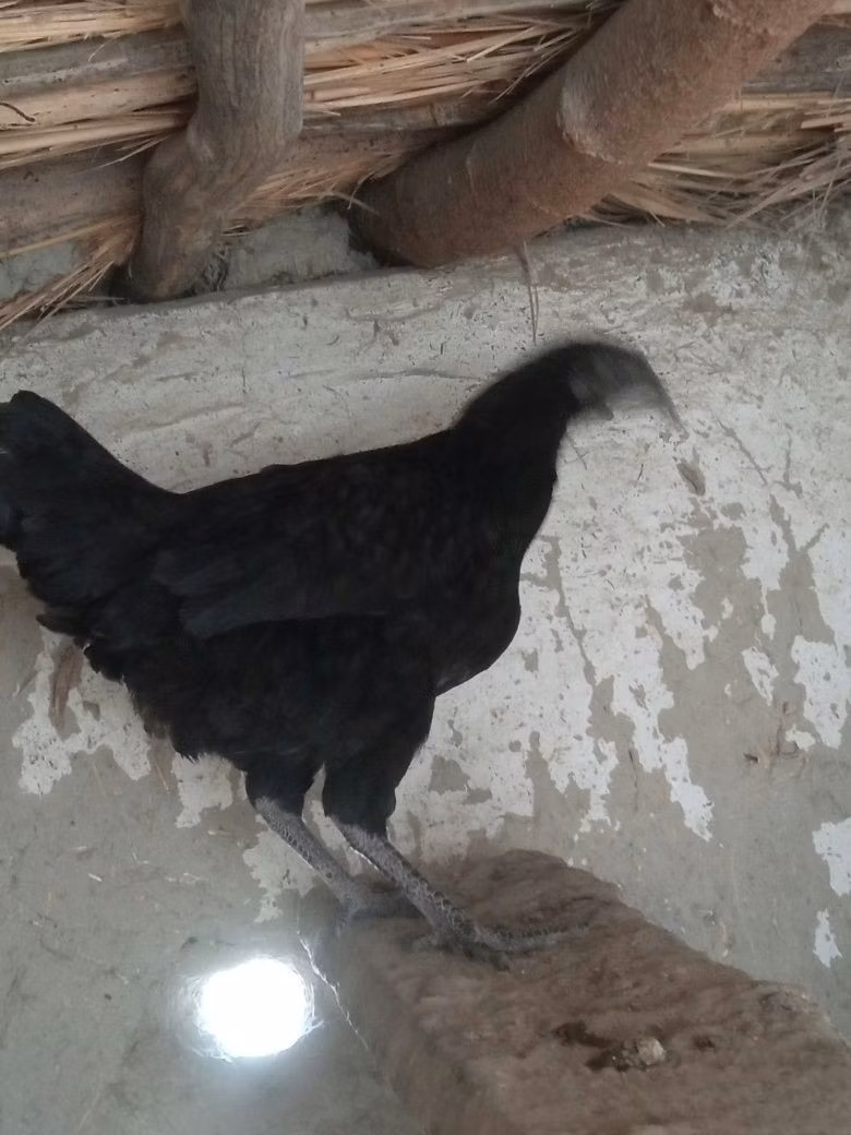 爪哇黑鸡