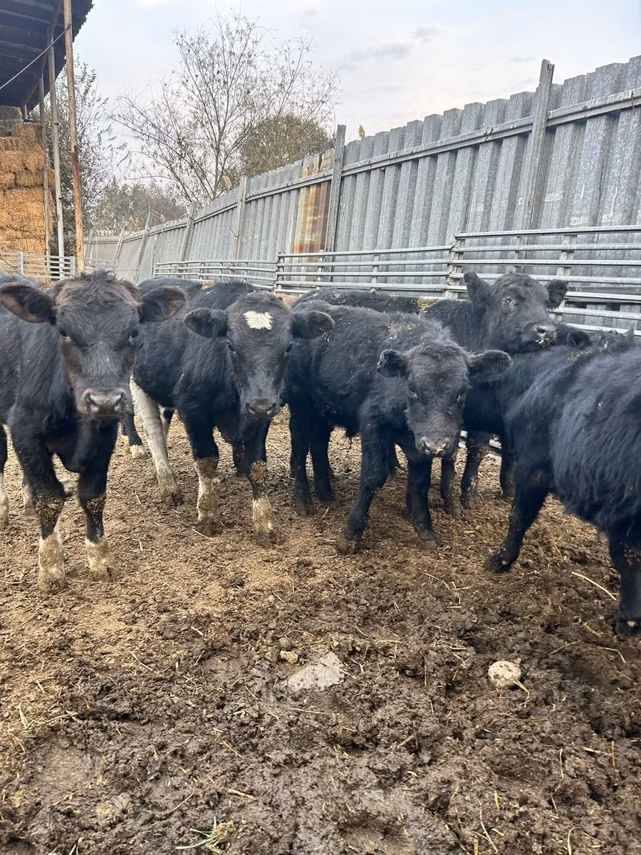 Aberdeen-Angus