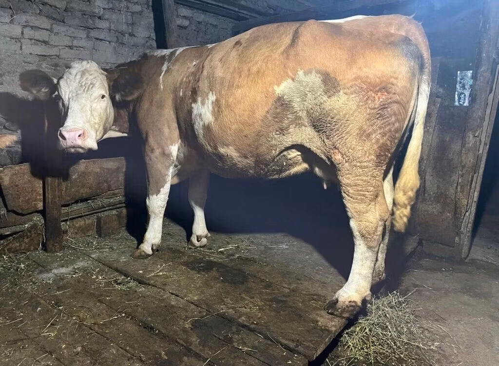 Simmental cattle