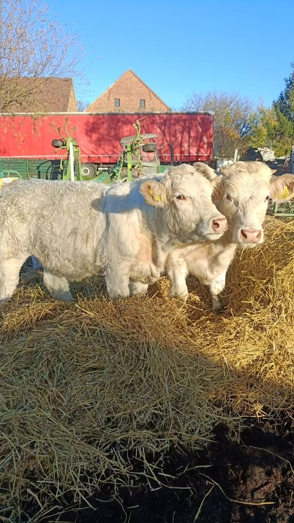 Charolais cattle